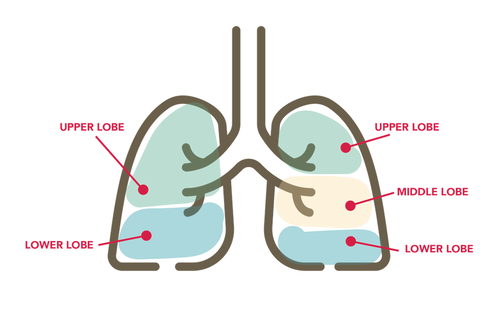 Diagram of the human lung lobes