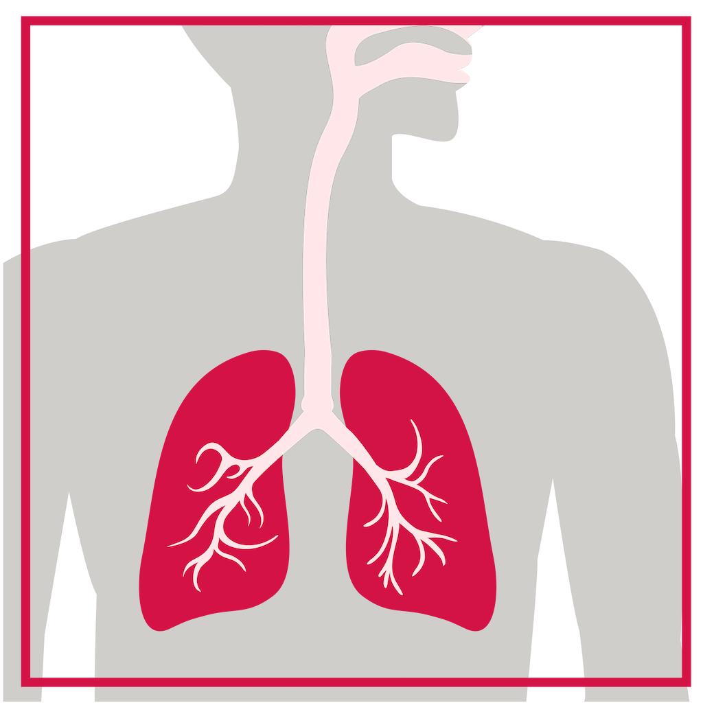 anatomy-of-the-lungs-and-airways-smartvest