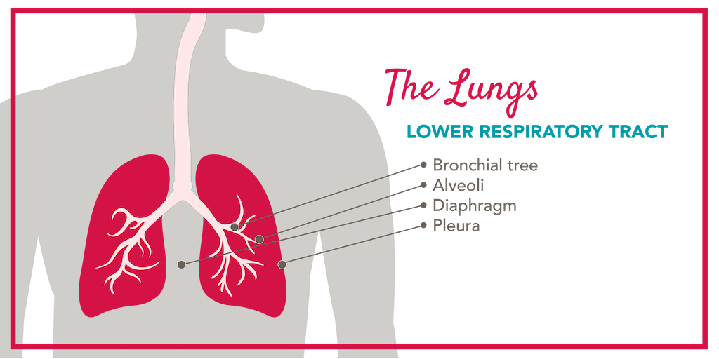 Diagram of the lower respiratory tract.